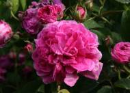 Villa Giustiniani – Fotogallery il Roseto – 16